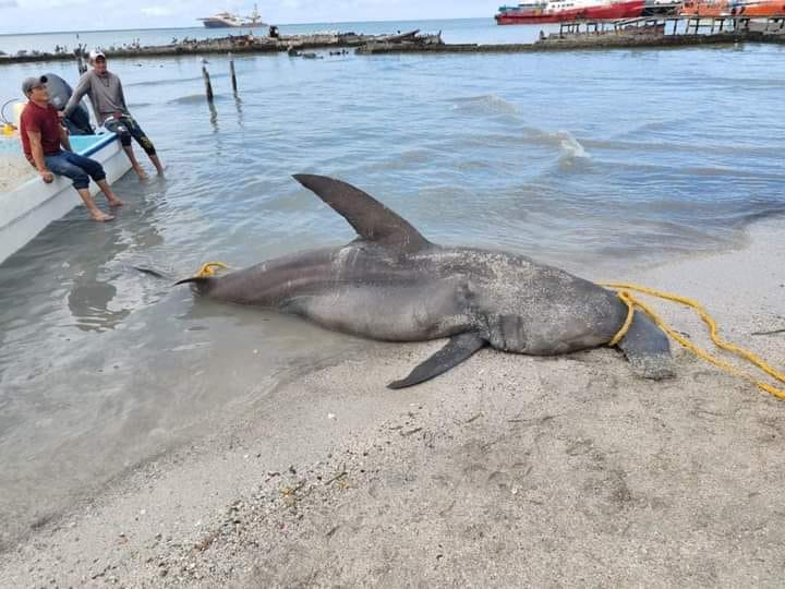 Matan a tiburón hembra martillo en las costas de Ciudad del Carmen