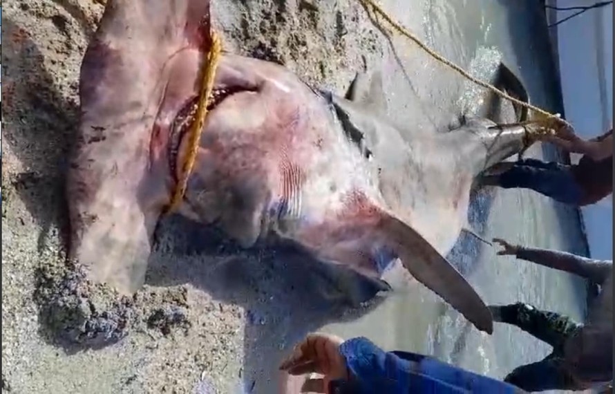 Matan a tiburón hembra martillo en las costas de Ciudad del Carmen