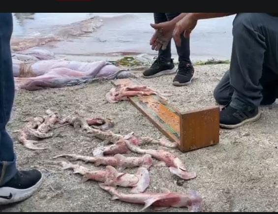 Matan a tiburón hembra martillo en las costas de Ciudad del Carmen