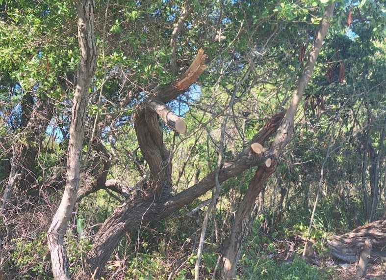 Se agrava la tala de mangle en el municipio de Carmen