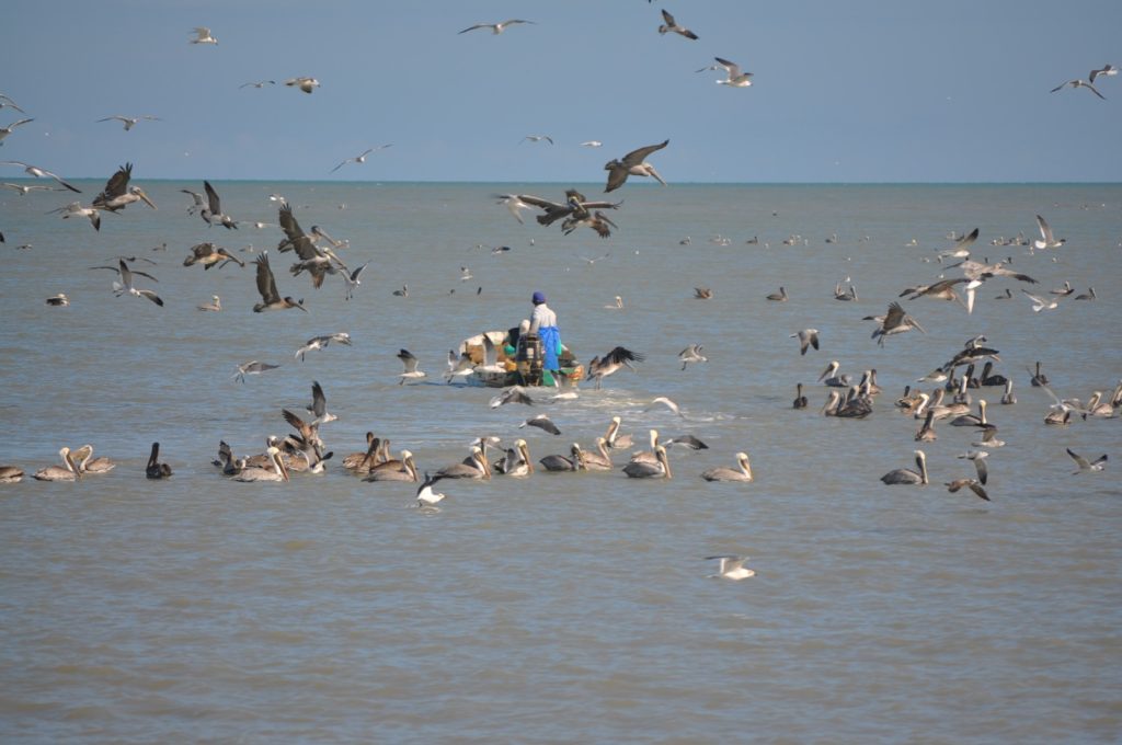 Intermediarios pagan por parcialidades la producción de camarón a pescadores de Ciudad del Carmen
