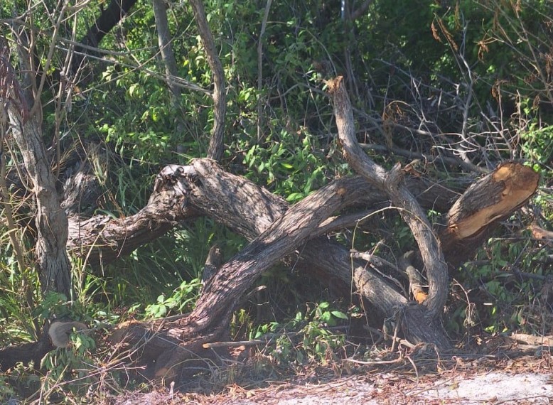 Se agrava la tala de mangle en el municipio de Carmen