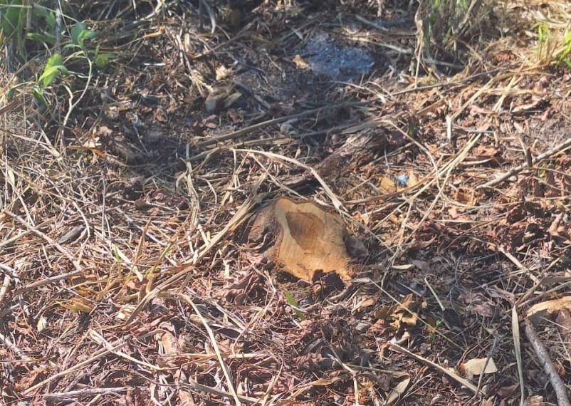 Se agrava la tala de mangle en el municipio de Carmen