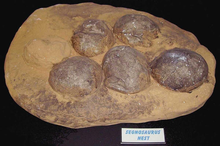 Huevos de dinosaurios fosilizados y cristalizados