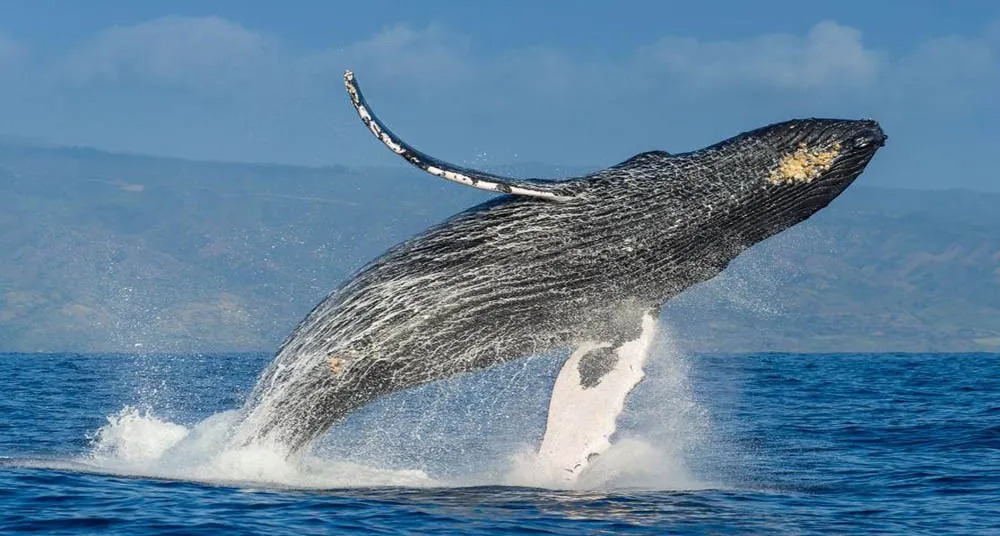 Científicos logran"Conversar" con una ballena