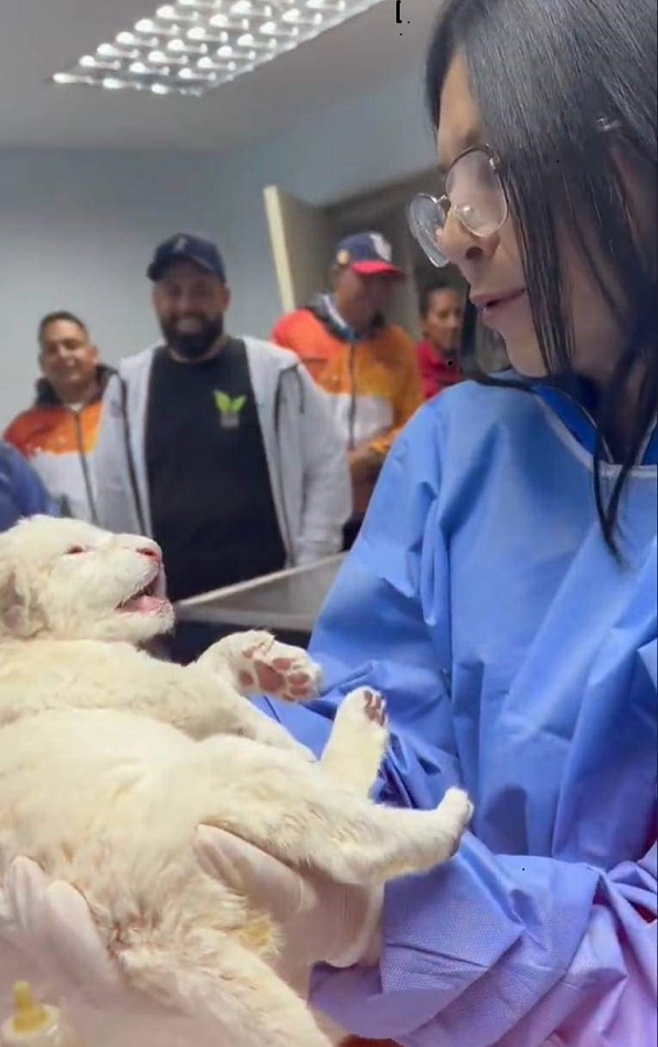 En el Zoológico de Venezuela nacen tres leones blancos