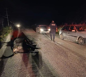 Automovilista se impacta contra una vaca en el tramo Tizimín -Colonia Yucatán.