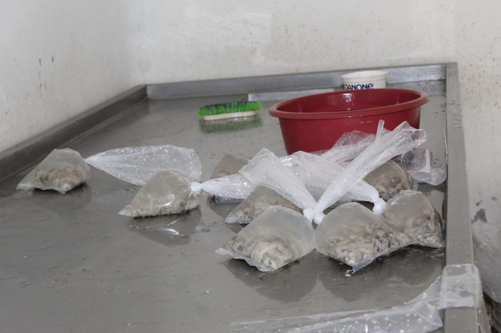 Monitoreo de bancos ostrícolas en la Laguna de Términos de forma semanal