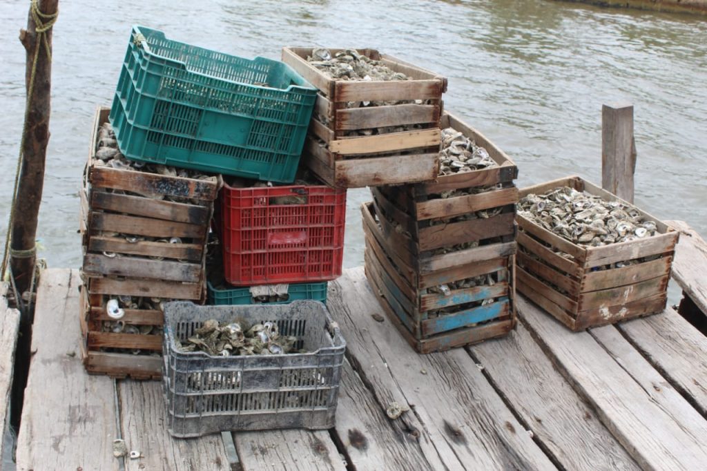 Monitoreo de bancos ostrícolas en la Laguna de Términos de forma semanal