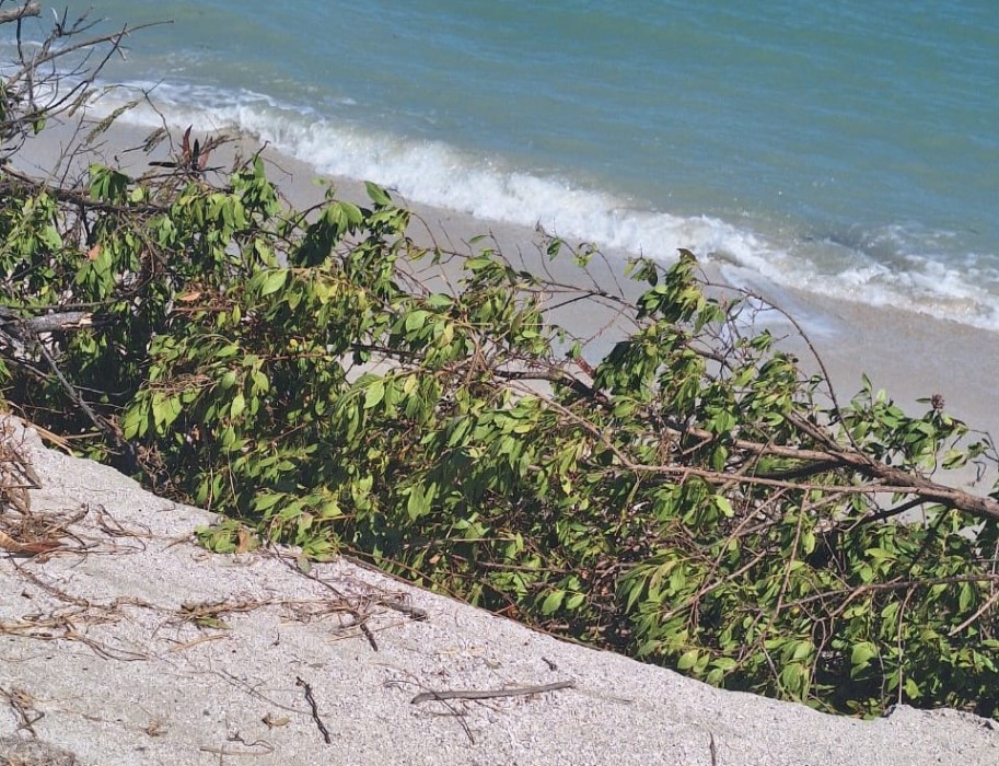 Se agrava la erosión de la playa en Punta San Julián de Ciudad del Carmen
