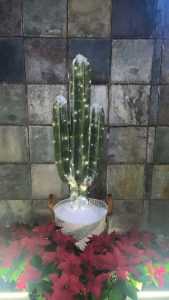 A principios de diciembre Belinda subió su peculiar árbol de navidad el cual es un cactus, algo que relaciona a Cristhian Nodal. 