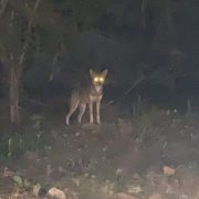 La expansión inmobiliaria en la periferia de Mérida arrebata el hábitat natural de un amplio catálogo de fauna silvestre