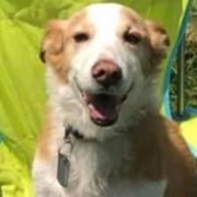 Fallece Mazapán el perro influencer