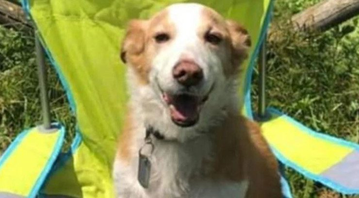 Fallece Mazapán el perro influencer