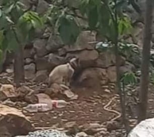 Vecinos del Sur de Mérida denunciaron a un hombre que tiene a un gato siamés amarrado 