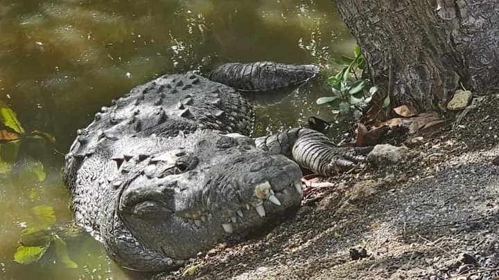 Huancho el vecino de Progreso, la Policía Ecológica de Progreso anunció que tomaría medidas para reubicarlo