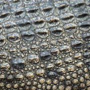 Encuentran la piel de criatura desconocida