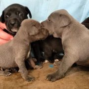A través del programa “Operación Rescate Perritos de Kukulcán” Cultur rescata en Chichen Itzá a seis perritos