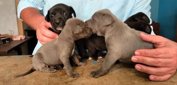 A través del programa “Operación Rescate Perritos de Kukulcán” Cultur rescata en Chichen Itzá a seis perritos