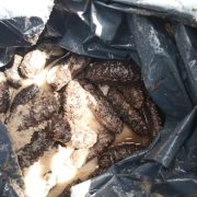 Se aseguró más de 30 kilogramos de pepino de mar