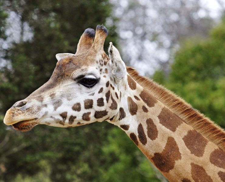 "Benito" será trasladada al Africam Safari