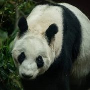 Xin Xin la única panda gigante de nacionalidad mexicana