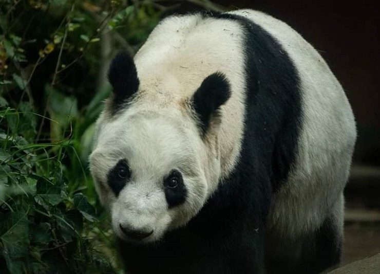 Xin Xin la única panda gigante de nacionalidad mexicana