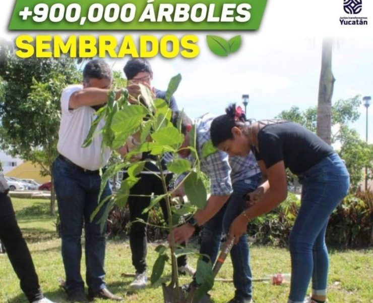En la transformación en favor del medio ambiente se han sembrado más 900 mil árboles en 97 municipios