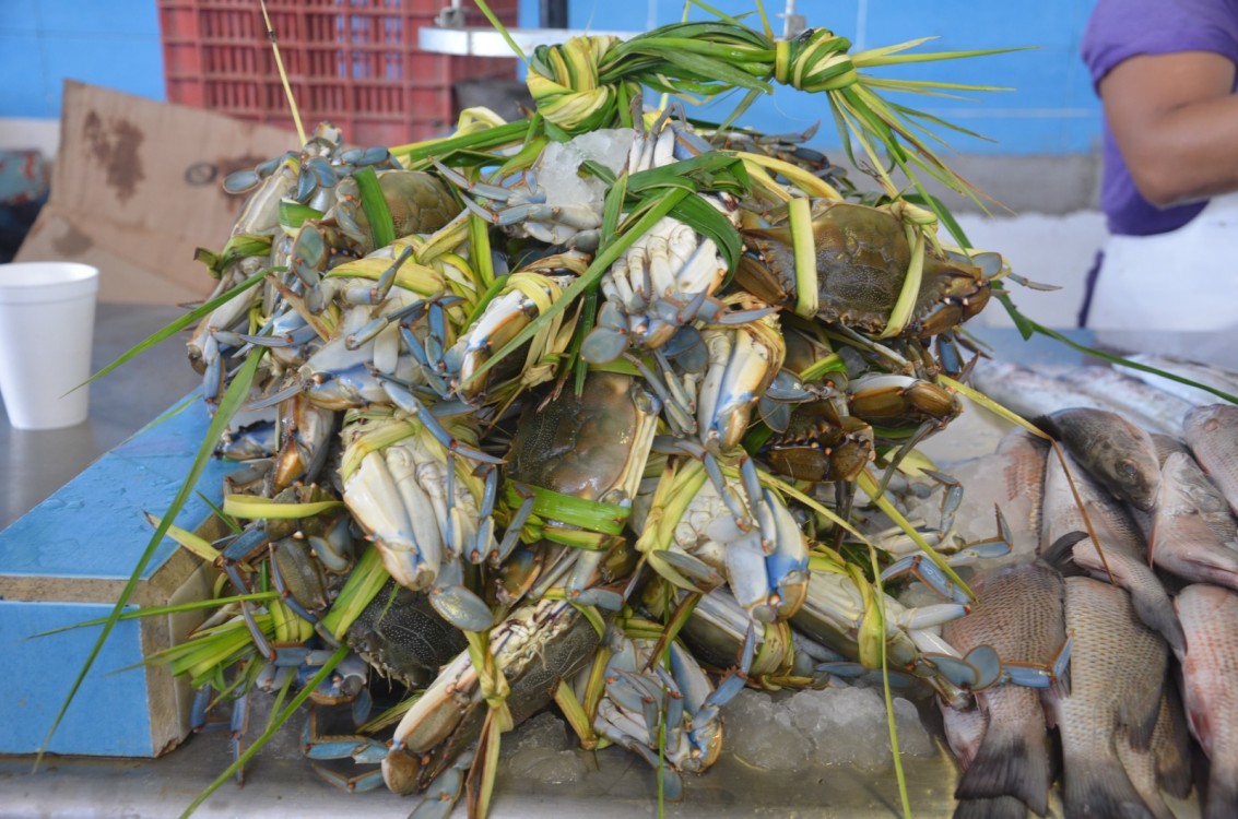 Producción de jaiba reactiva la economía en Atasta