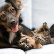 ¿Entre Perros o gatos cual es más inteligente?