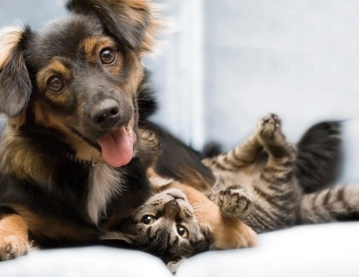 ¿Entre Perros o gatos cual es más inteligente?