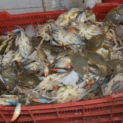 Producción de jaiba reactiva la economía en Atasta