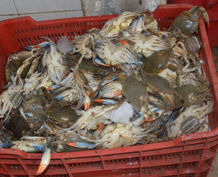 Producción de jaiba reactiva la economía en Atasta