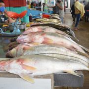 Sector pesquero carmelita carece de plantas procesadoras
