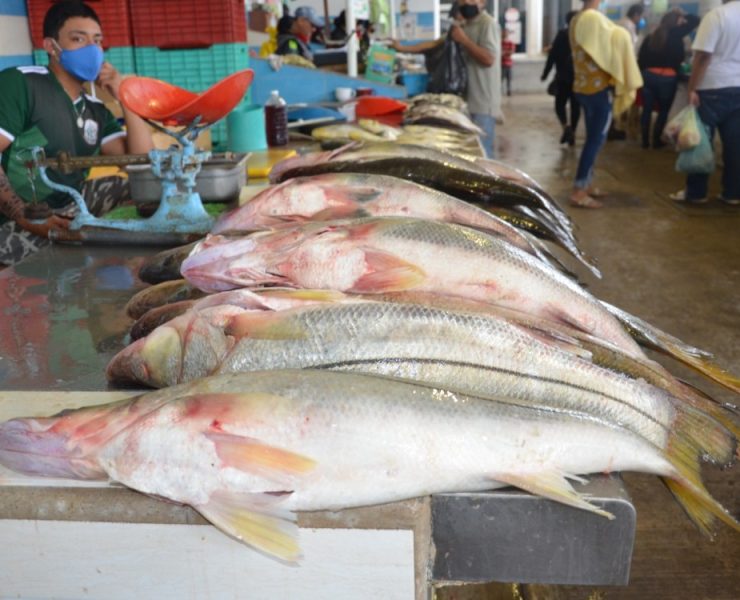 Sector pesquero carmelita carece de plantas procesadoras
