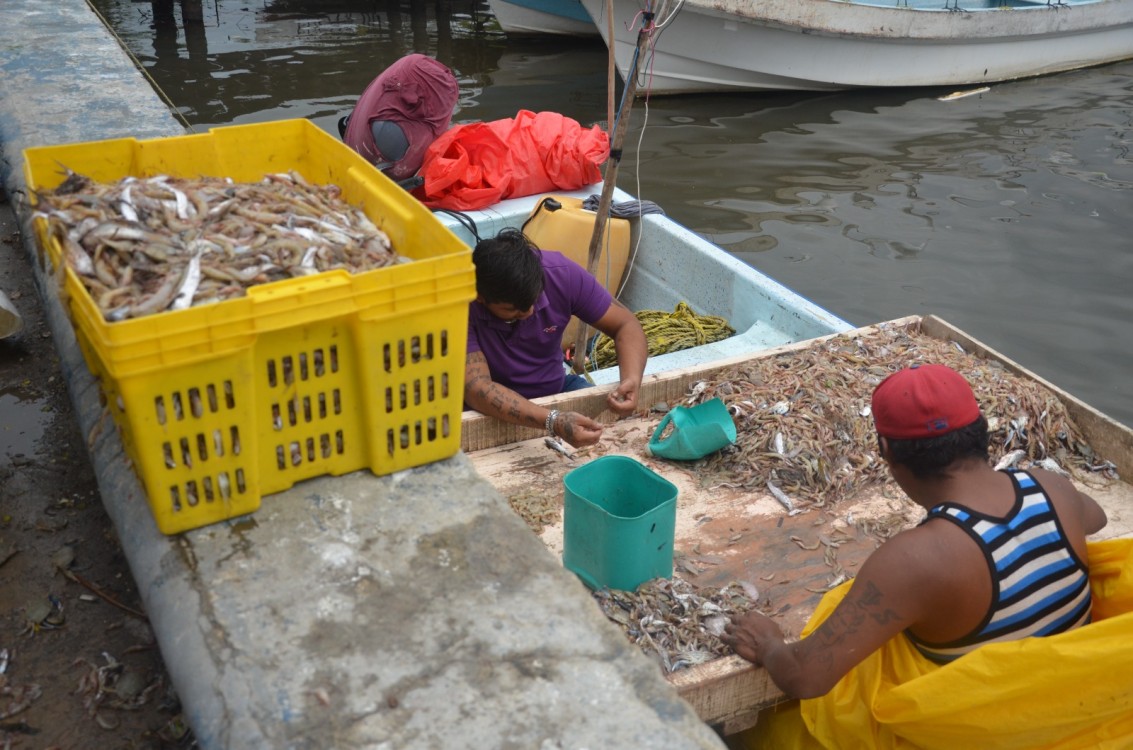 Sector pesquero carmelita carece de plantas procesadoras