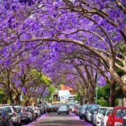 El largo viaje de las Jacarandas en México