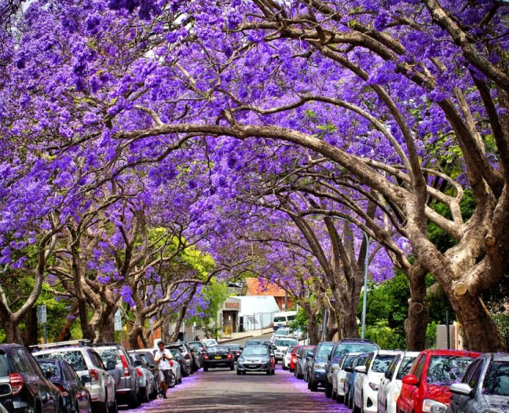 El largo viaje de las Jacarandas en México