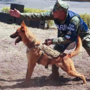 Canino que atrapó a Caro Quintero se jubila Max cuenta con 07 años 09 meses