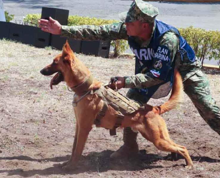 Canino que atrapó a Caro Quintero se jubila Max cuenta con 07 años 09 meses