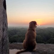 Osita perrita guardiana de Chichén Itzá contemplando el atardecer