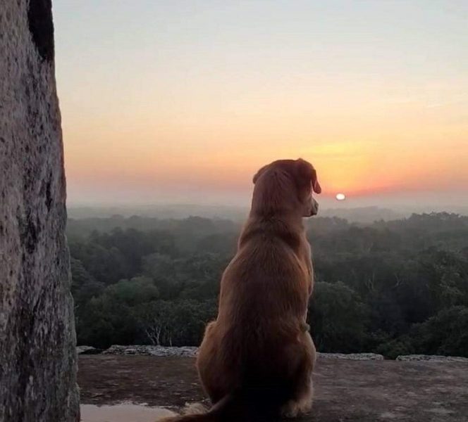 Osita perrita guardiana de Chichén Itzá contemplando el atardecer