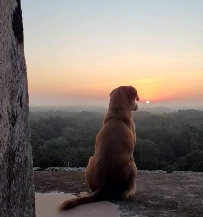 Osita perrita guardiana de Chichén Itzá contemplando el atardecer
