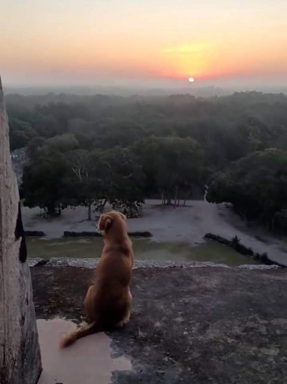 Este video de Osita perrita guardiana de Chichén Itzá fue compartido por el custodio, José Antonio Keb.