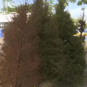 Reciclatón de pinos de navidad en Tabasco: ¿Dónde se ubican los centros de acopio?