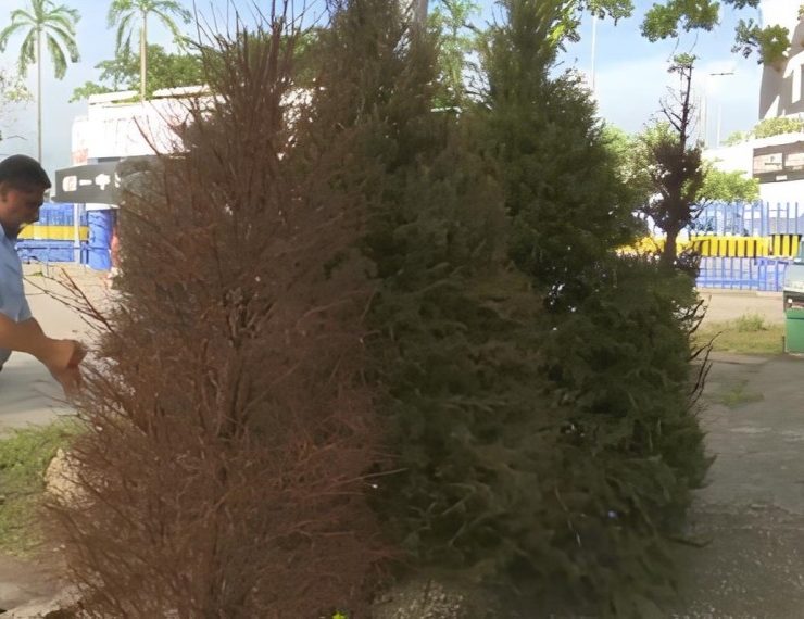 Reciclatón de pinos de navidad en Tabasco: ¿Dónde se ubican los centros de acopio?