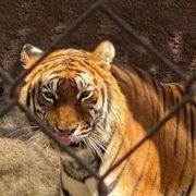 Aseguran animales exóticos en Tabasco y rescatan a una persona