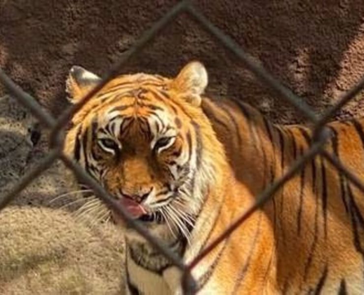 Aseguran animales exóticos en Tabasco y rescatan a una persona