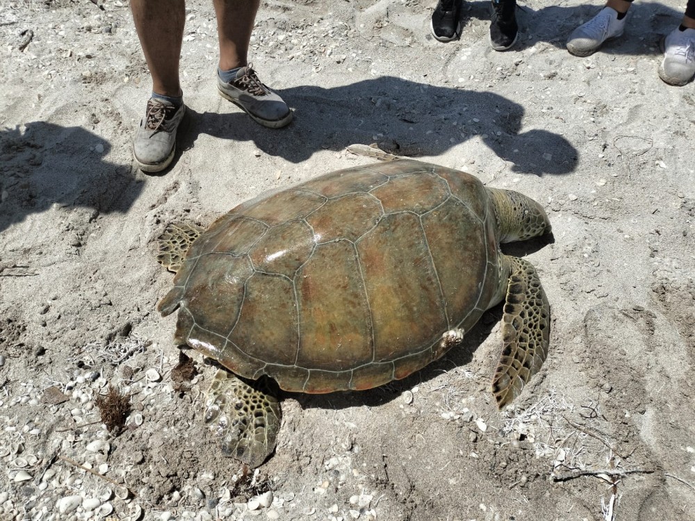 CONANP otorgó dos permisos para campamentos tortugueros en Playa Norte