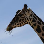 ¡Llega Jirafa Benito a Africam Safari!